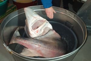 Judetul Constanta: Perchizitii domiciliare, la persoane implicate in activitati de braconaj piscicol