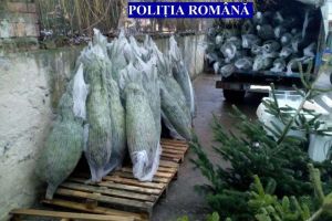 Doi bărbaţi s-au ales cu sancţiuni contravenţionale în urma unui control efectuat în locurile de comercializare. Poliţiştii din Alba au confiscat 23 de pomi de Crăciun