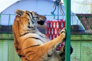 Crăciunul animalelor la Zoo Oradea (FOTO)