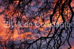 jobjogjoy.com: Declaratie De Iubire