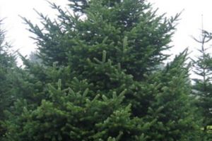 AMENDAȚI PENTRU „SPĂLARE” DE BRAZI!