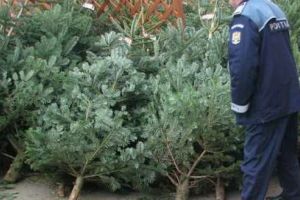 Brazi vânduţi ilegal confiscaţi de poliţişti