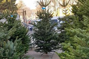 Brazi de Crăciun care erau vânduţi fără acte, confiscaţi de poliţişti