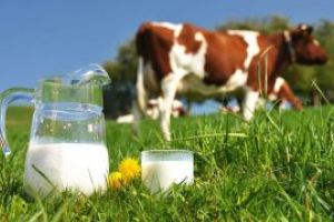 MADR: Productii mai mici la laptele de vaca, carne de porc, oua si miere in primele 10 luni