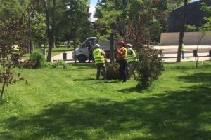 Primaria Constanta va incheia un acord-cadru pentru amenajarea si intretinerea zonelor verzi din municipiu