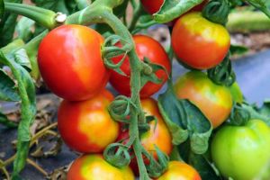 Plantele vorbesc! Descoperire importantă făcută de un grup de cercetători de la Universitatea din Tel Aviv