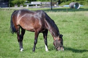 Un bărbat din Alba care a împuşcat calul unui vecin cu o armă cu aer comprimat şi-a primit pedepsa: Ce a hotărât instanţa