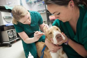 Veşti bune pentru medicii veterinari. Câţi bani vor primi de la 1 ianuarie 2020