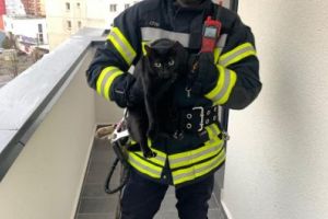 VIDEO Pisică salvată de pompierii braşoveni