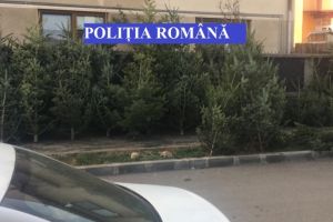 Politia Romana: Mii de pomi de Craciun, confiscati de oamenii legii