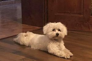 FOTO Cookie s-a pierdut în prima zi de Crăciun – Stăpânul cainelui din Sibiu oferă recompensă celui care îl găseşte