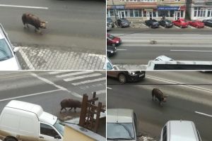 FOTO ȘTIREA TA| Fericit că nu a ajuns SARMALE de Crăciun, un porc a ieşit „la plimbare” pe străzile din Alba Iulia