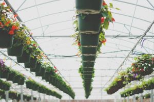 Vrei un business profitabil? Construieste o sera pentru flori!