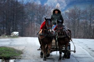 Accident rutier provocat de o căruţă, la Tomeşti