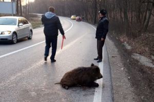 DRAGODANA: Porc mişterţ rănit de o maşină. A fost predat autorităţilor  (VIDEO)