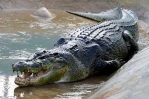 O femeie a fost ucisa de un crocodil in Indonezia, iar o alta a fost data disparuta
