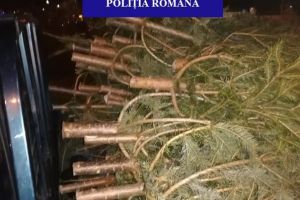 Ditamai pădurea! Poliţiştii au confiscat de sărbători peste 5.800 de brazi tăiaţi ilegal