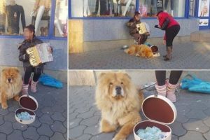 FOTO VIDEO Știrea ta| Au inmuiat inimile trecătorilor: Fetiţa şi căţeluşa ei credincioasă, pentru a doua oară la colindat în Alba Iulia