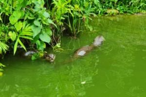 Fotografia zilei: Wildlife-Borneo, Malaezia (GALERIE FOTO)