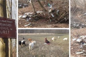 „TRANSHUMANȚĂ” PRINTRE DEȘEURI GRELE ÎN PĂDURE