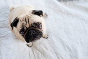 Un câine sănătos se ţine cu mâncare de calitate