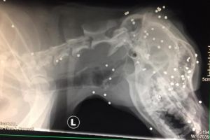 IMAGINI ȘOCANTE: Câinele fiului primarului din Butimanu, împuşcat de un vânător, pe proprietatea edilului