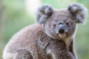 Un koala afectat de canicula a oprit un grup de ciclisti pentru a primi apa