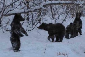 VIDEO| Imagini spectaculoase în sălbăticia munţilor: O ursoaică şi puii ei surprinşi la plimbare prin pădure