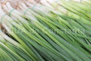 Beneficiile consumului de ceapa