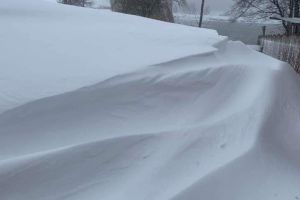 FOTO Troiene mai mari decât gardul într-o localitate din Botoşani