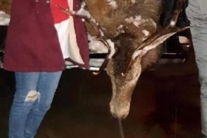 FOTO Cerb împuşcat în Bihor – O femeie s-a fotografiat cu el şi a pus poza pe Facebook