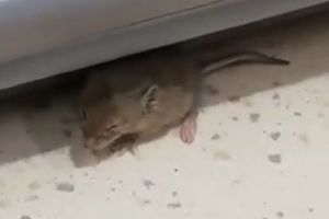 Supermarket „spart” de un şoarece: Ce au descoperit comisarii ANPC în urma controalelor