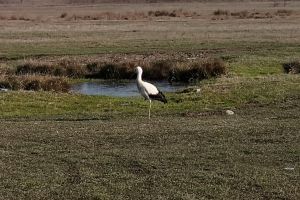 “Protejată” de lege, o barză aşteaptă să moară la Cazaci, deşi ar putea fi salvată (VIDEO)