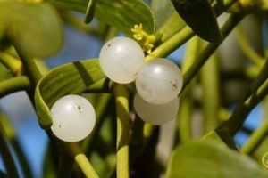 REVELION 2020, SUPERSTIȚII PENTRU UN NOU AN DE VIS