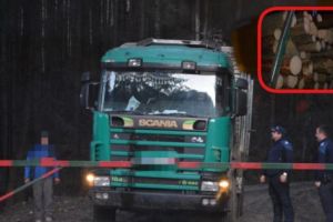 Camion ticsit cu lemne, INTERCEPTAT la Nucşoara