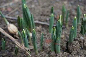 IMAGINEA ZILEI. Ghiocei în grădină, în luna decembrie, la Satu Mare!