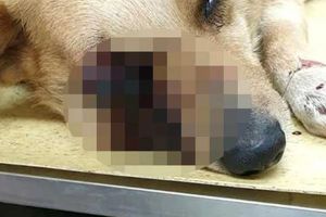 Câine mutilat în Satu Mare – Mai mulţi bărbaţi i-au băgat petarde aprinse în gură