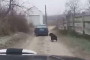 VIDEO Știrea ta| CRUZIME de neimaginat într-un sat din Alba: Șofer filmat în timp ce trage un câine dupa maşina