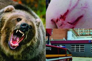 HAZARDUL SUPRAVIEȚUIRII. Din pădure, la SMURD Târgu-Mureş sau cum a scăpat cu viaţă un paznic atacat de ursoaică