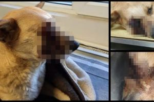 Cruzime fără margini: Au băgat o petardă în gura unui câine, care apoi a explodat