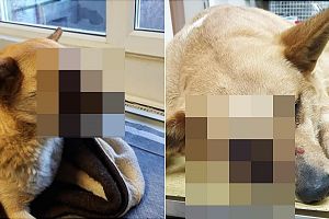 FOTO. Cei ce au desfigurat câinele cu o petardă, prinşi. Sunt nişte copii