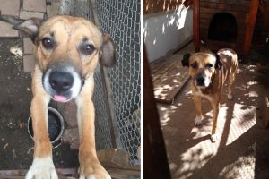 TÂRGOVIȘTE: Terorizat de petarde, Dodi a fugit de acasă! Stăpânii oferă recompensă