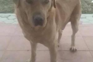 Un câine fugărit de petarde, rătăcit la marginea Botoşaniului. Se cere ajutor pentru identificarea proprietarului