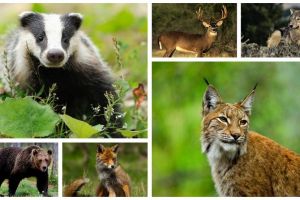 România, mai bogată cu peste 15 specii noi de animale şi plante. Autorităţile au dat liber la împuşcat ciocârlii, urşi şi cormorani mari