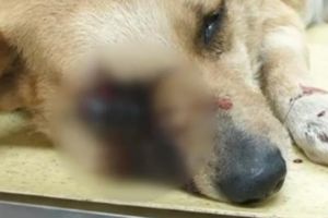 PETIȚIE ONLINE. Semnături pentru pedepsirea copiilor ce au desfigurat un câine cu o petardă