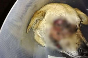 FOTO. Poziţia Poliţiei Satu Mare: „Petarda nu a explodat în gura câinelui!”