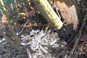 FOTO. Au reapărut castorii pe Someş. Tot mai mule urme!