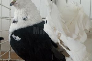 Expoziţie de păsări şi iepuri la Colegiul Tehnic „Petru Muşat” din Suceava