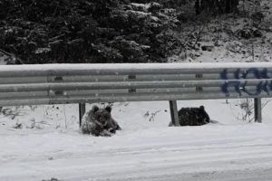VIDEO Pui de urs cu chef de joacă – Au fost filmaţi pe marginea unui drum din Vrancea