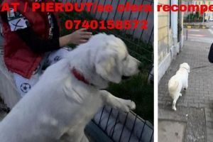 O familie din Târgu-Mureş îşi caută câinele pierdut! Se oferă recompensă!